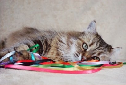 retired-siberian-cats